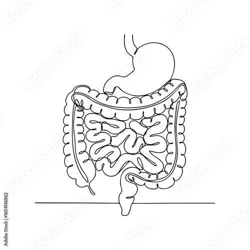 Vector line art illustration of human stomach and intestines showing gastrointestinal system structure, medical anatomy sketch