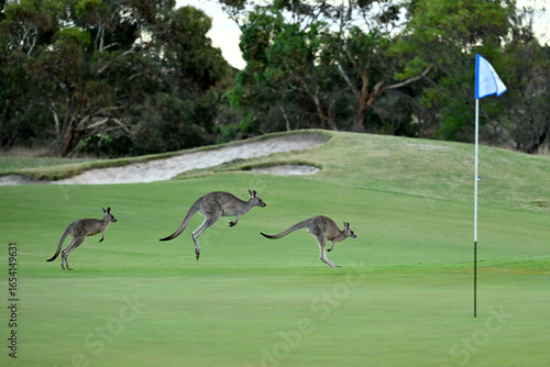 Kangaroos on a golf course