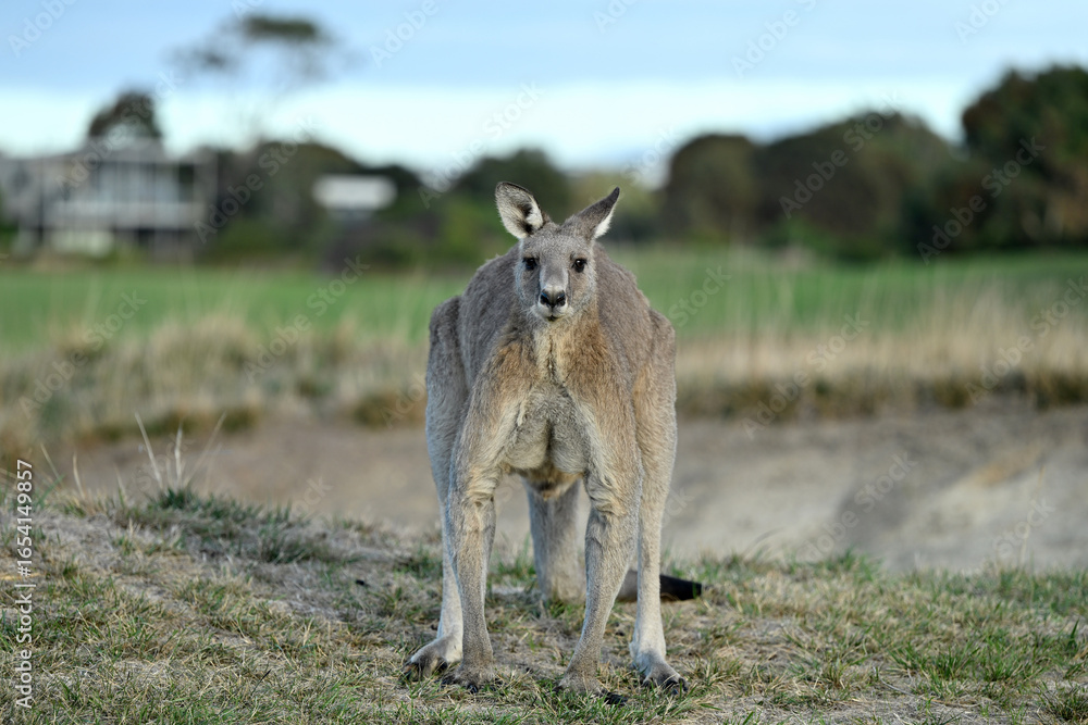 Fototapeta premium Kangaroos on a golf course