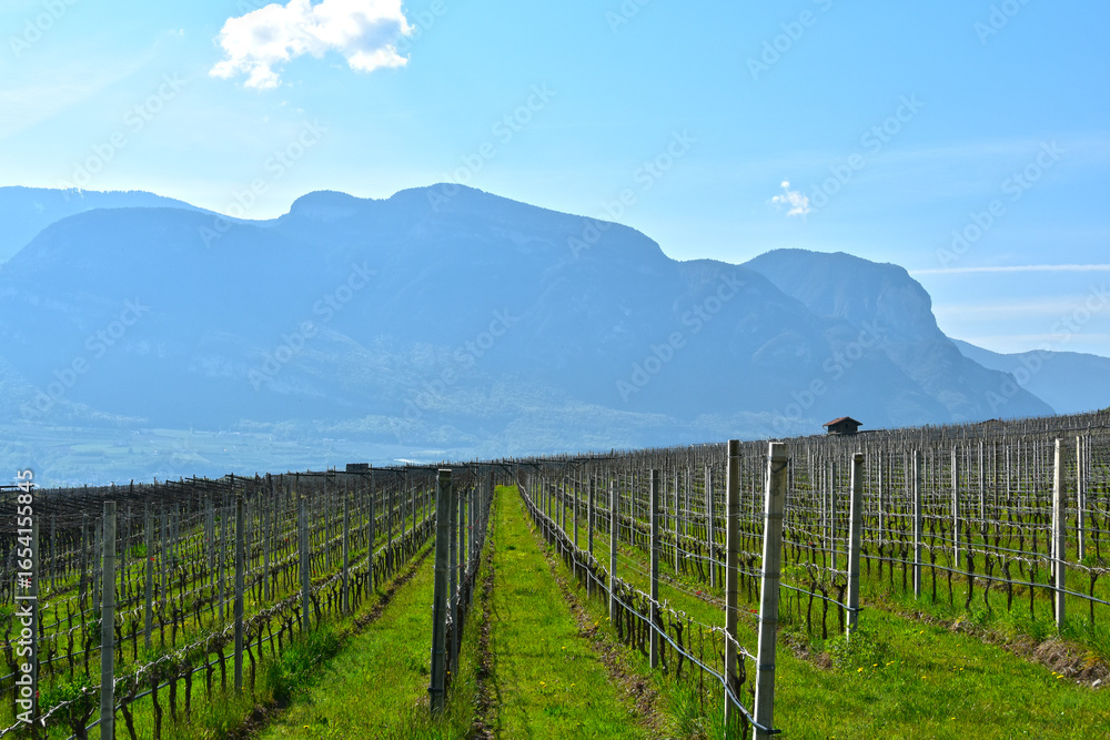 Obraz premium Weinanbau, Südtirol