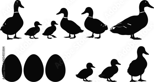 Duck lifecycle silhouettes vector set showing eggs, ducklings, and adult ducks, educational wildlife evolution stages, black animal icons for design