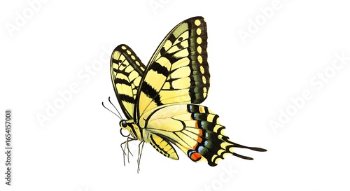 Photos Detailed Eastern Tiger Swallowtail Butterfly Illustration with Yellow and Black