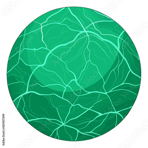 cabbage leaf vector illustration