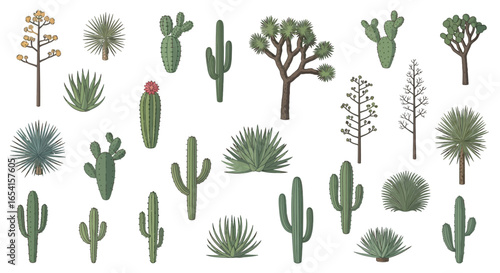 Desert plants and cacti vector illustration collection