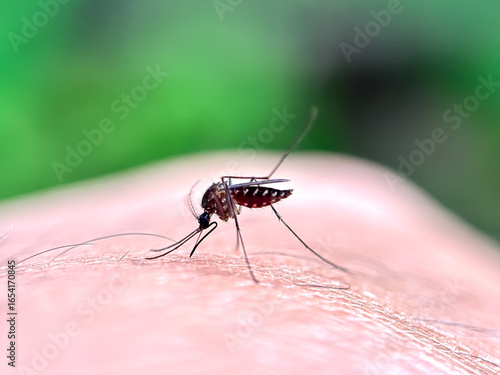 Close up of Aedes aegypti mosquitoes, mosquitoes suck human blood