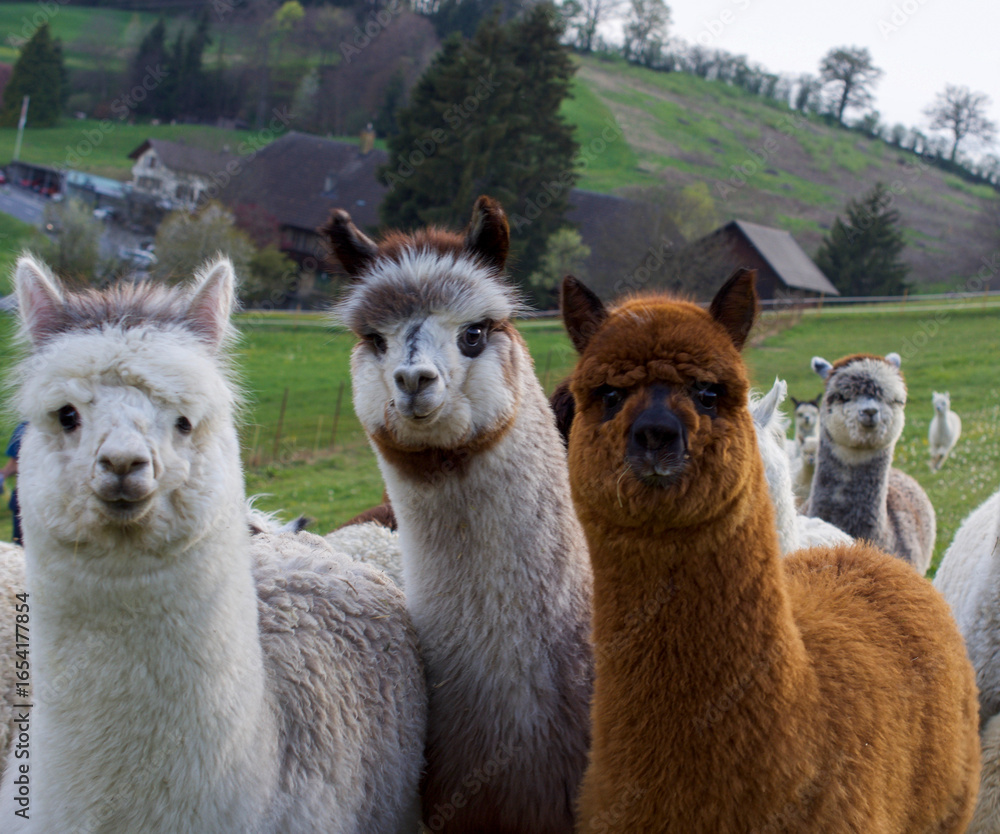 Fototapeta premium Beautiful alpacas