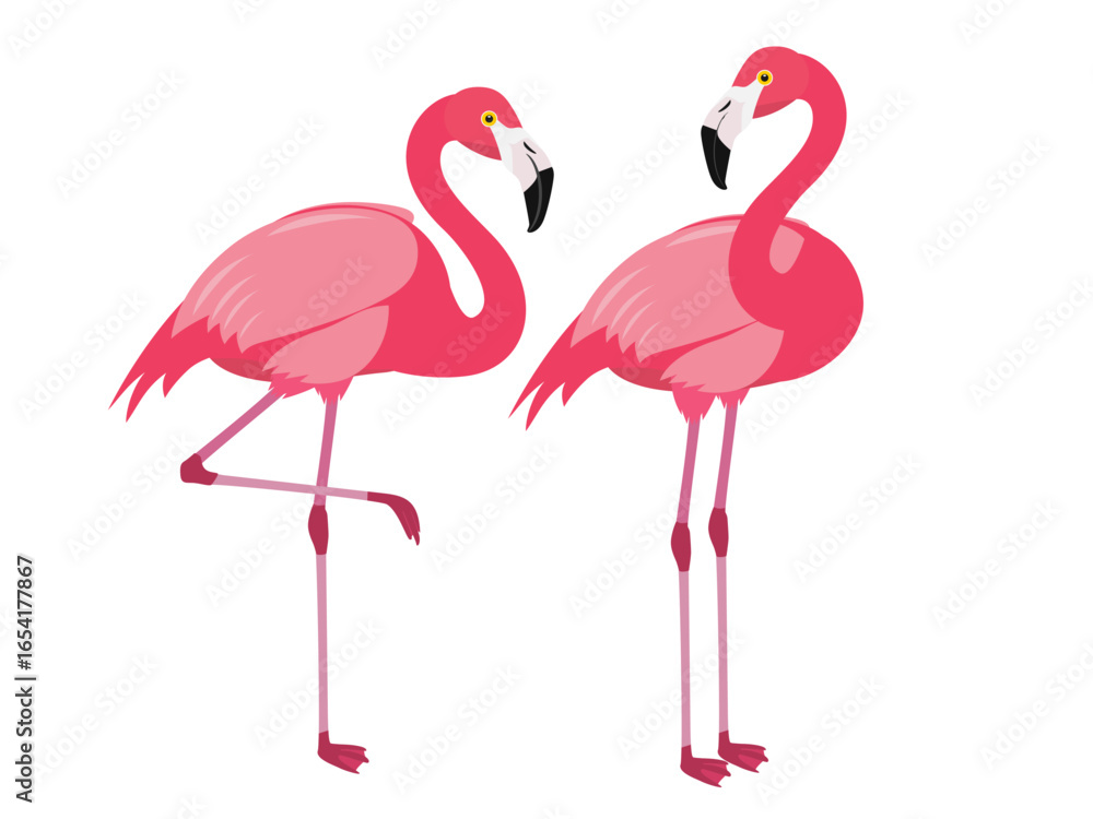Obraz premium Flamingo bird in the zoo.