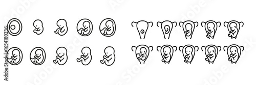 Illustration of fetal development stages and reproductive anatomy during pregnancy
