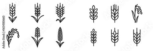 Various types of wheat and grain vector illustrations suitable for agricultural themes and educational purposes