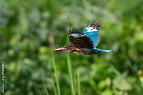 Foto Close-up of a White-throated Kingfisher in flight (Halcyon smyrnensis)