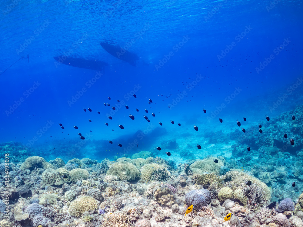 Fototapeta premium 美しい白砂のビーチと美しいアマミスズメダイ（スズメダイ科）の群れ他。 英名学名：schools of Stout chromis, Chromis chrysura 水面にはカタマランヨットが浮いている。 巨大なサンゴ礁と熱帯魚の群れ。 沖縄県島尻郡慶良間諸島座間味島嘉比島-2025/6/27 