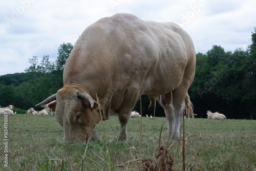 Taureau de la race Blonde d'Aquitaine au pré