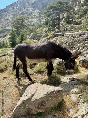 Âne sur le sentier du GR20 en Corse