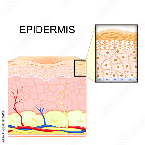 Epidermis structure. Skin anatomy
