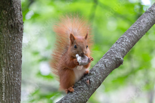 Tableau sur toile A squirrel with a delicious mushroom