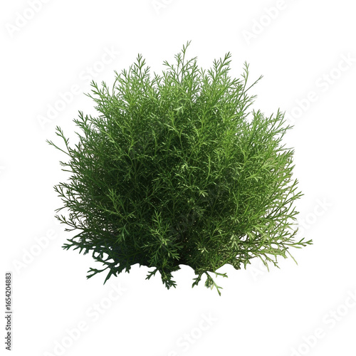 Top view realistic green bush with detailed leaves and natural texture transparent background