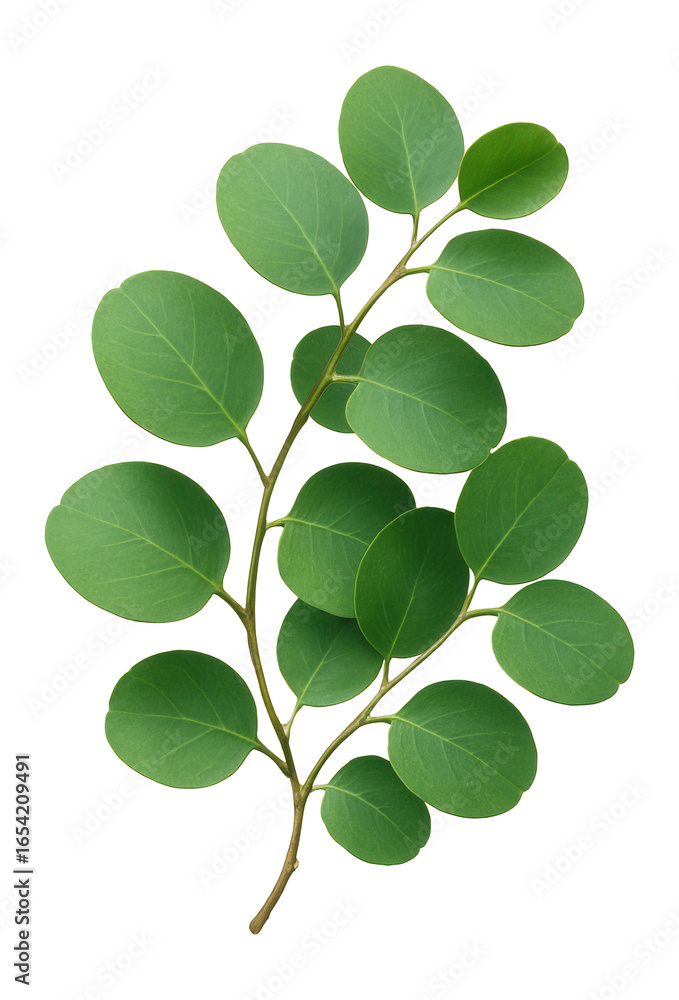 Obraz premium Eucalyptus branch with round green leaves.