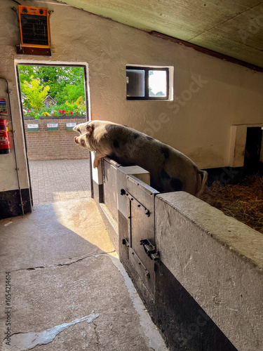 A determined pig stretches and nudges at the fence of its pen, trying to escape into the wider farmyard, capturing a playful and curious moment in rural animal life.