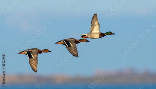 Three ducks in flight against a soft sky