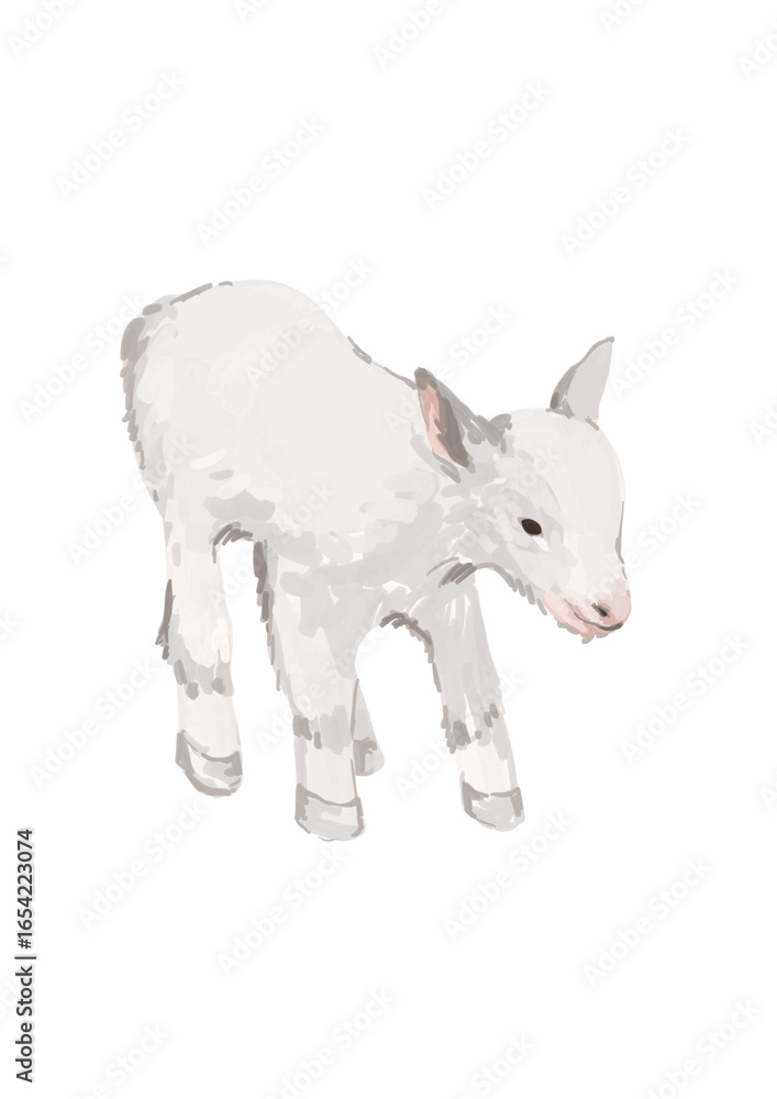 Fototapeta premium Little baby sheep