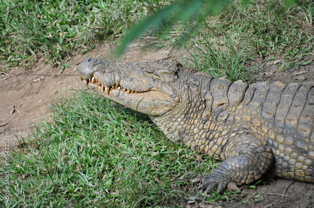 Obraz premium Closeup of Malagasy Nile crocodile in natural habitat of Madagascar