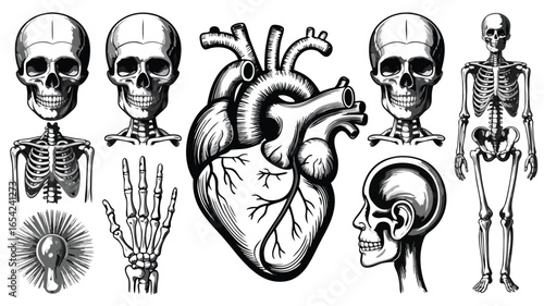 Anatomical Black and White Illustration with Heart, Skeletons, Skulls, Hand, and More