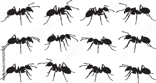 Black ants marching in a row insect insects, ant, ants, insect, insects, black, silhouette, crawling, marching, row, pattern, white background, close up, macro, detailed, segmented body, antennae, leg