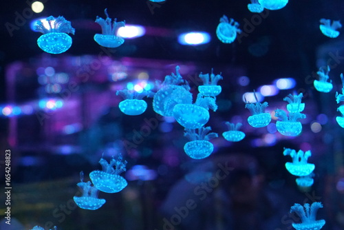 Jellyfish, moon jellyfish, Aurelia aurita and other type of jelly fish in Lotte Aquarium, Hanoi, Vietnam
