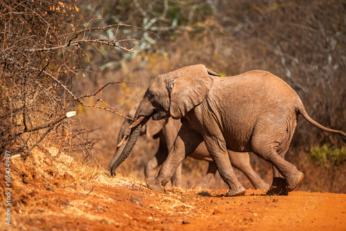 Photography African elephants crossing a red savannah road