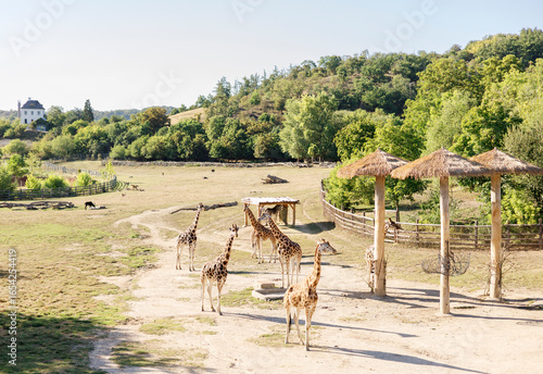 Photography beautiful wild nature with animals. Giraffe in Prague ZOO