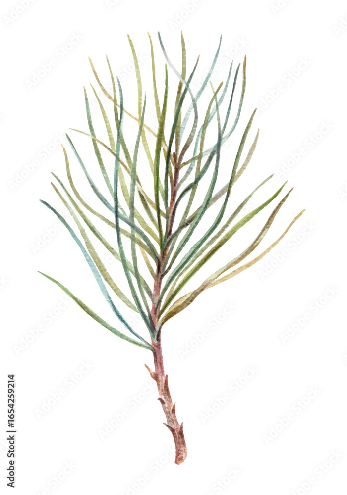 Fototapeta premium Watercolor illustration of a pine branch with green needles, isolated on white background, natural evergreen element for Christmas decoration, winter design, and botanical art projects.