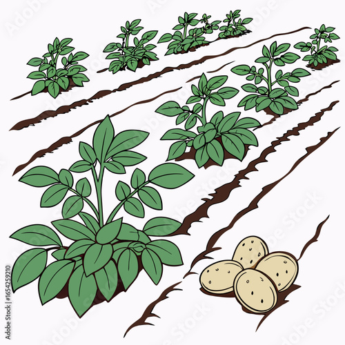 Green potato plants growing in rows with harvested potatoes on white background potato field agriculture