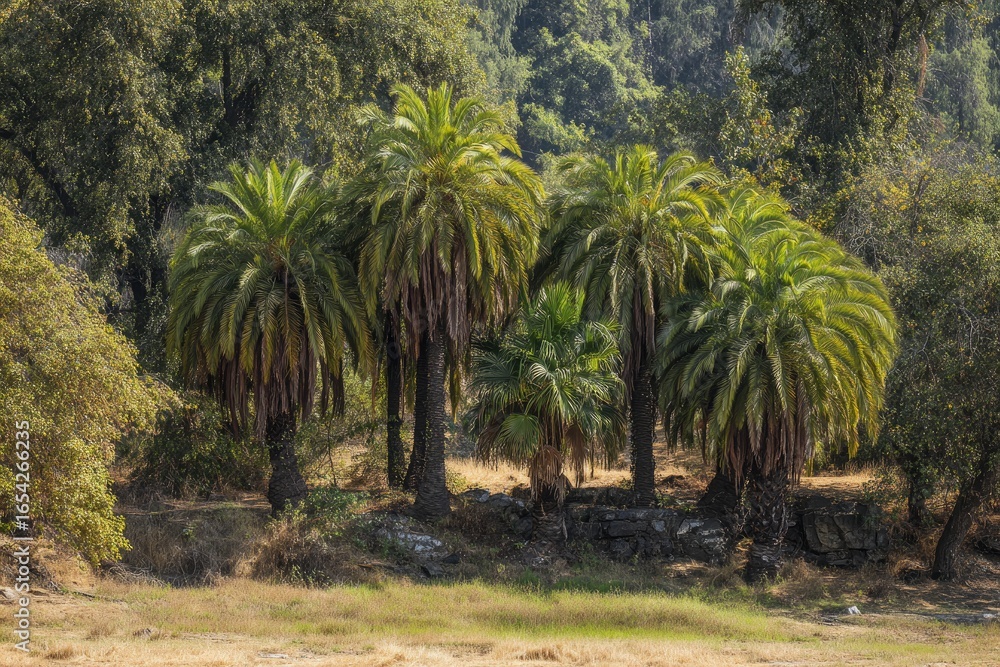 Obraz premium Palm trees cluster in a sunlit forest clearing