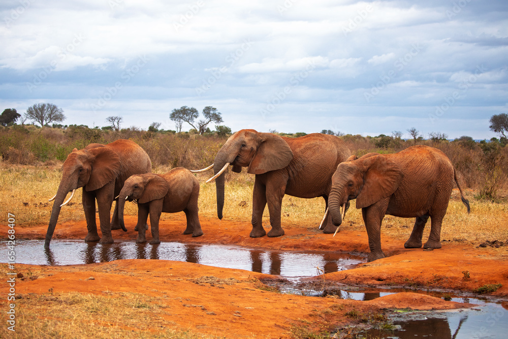 Fototapeta premium African Elephants Drinking at a Waterhole in Tsavo National Park