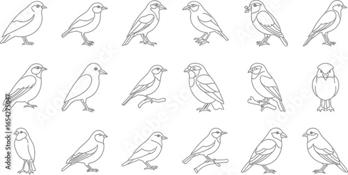 Collection of bird sketches, featuring various species in different poses, perfect for naturethemed designs and illustrations