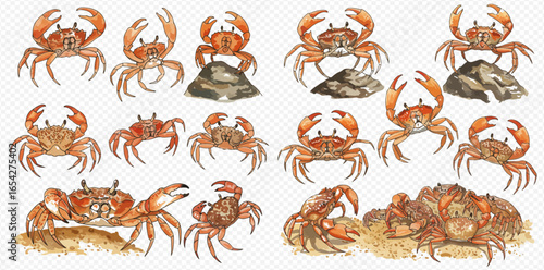 A collection of watercolor illustrations depicting various brown and orange crabs in different poses, some on sand or near rocks.