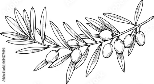 olive branch, vector, black and white, clean lines, minimalistic, isolated on white background