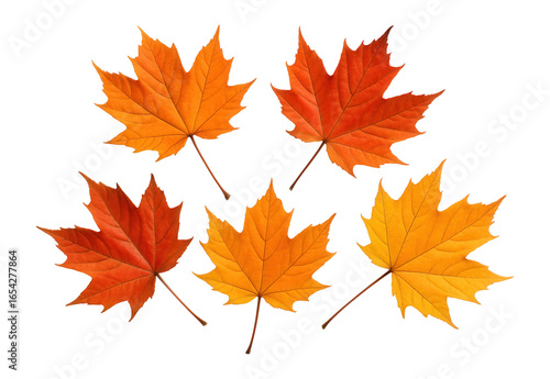 Set of autumn maple leaves.