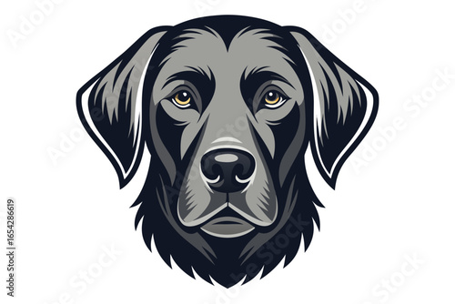 Black Labrador Retriever dog portrait sitting on white background