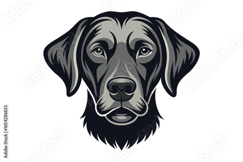 Black Labrador Retriever dog portrait isolated cute pet animal