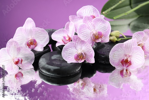 Beautiful orchid flowers, water drops and spa stones on mirror surface, closeup