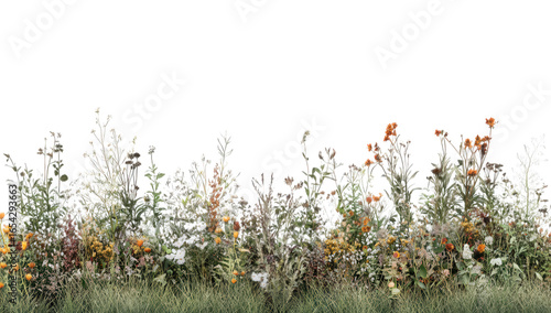 Wildflower meadow with orange and yellow blooms isolated on transparent background