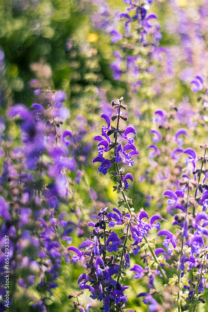 Fototapeta premium A gentle breeze flows through a meadow of purple salvia flowers, surrounded by fresh green grass and serene beauty.