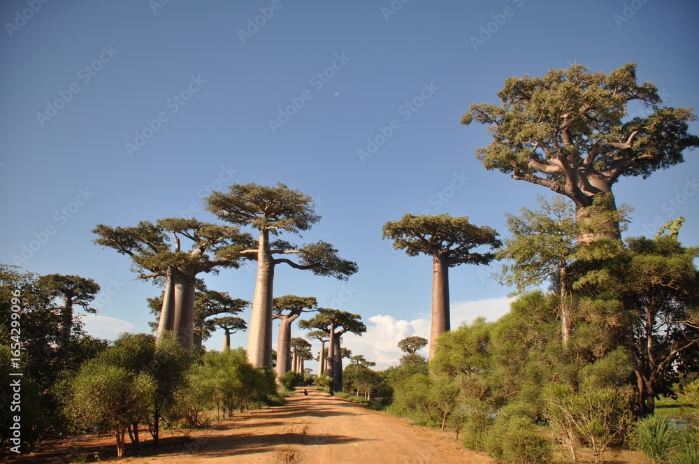 Fototapeta premium The Baobab Alley in Western Madagascar