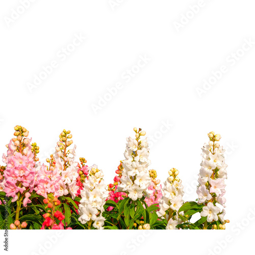 PNG Foreground flower gardens and meadows flowers spring background. 