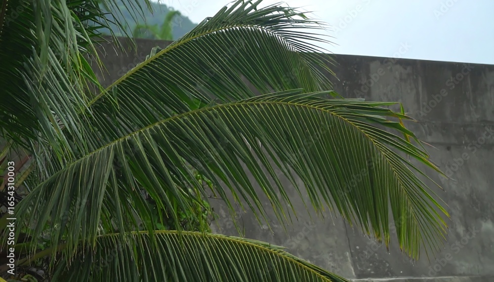 Fototapeta premium Palm fronds against a gray concrete wall
