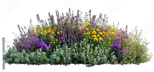 A lush garden bed with purple and yellow flowers isolated on transparent background
