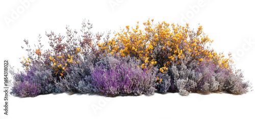 Purple and yellow flowering bush isolated on transparent background