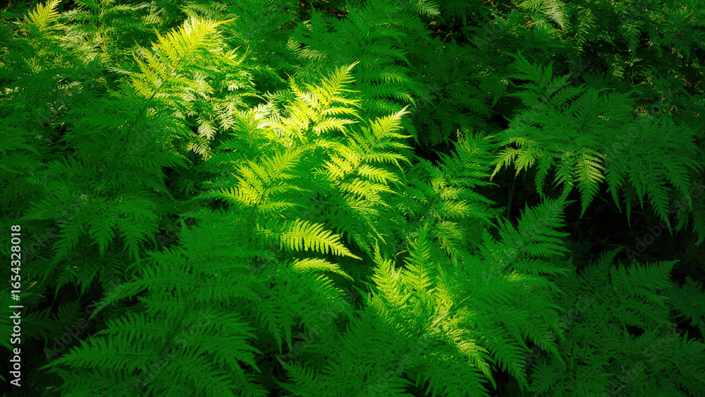 Fototapeta premium Lush green ferns illuminated by sunlight creating a vibrant natural pattern in a forest setting with varying shades of green
