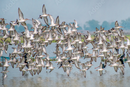 View of a large flock of birds with light grey and white plumage soaring low across the water, creating a mesmerizing display of flight, Rohanpur, Rajshahi Division, Bangladesh.